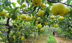 品牌强农！洛阳100个品入选“豫农优品”名录